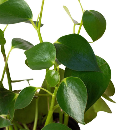 Peperomia 'Raindrop' - Plantonio