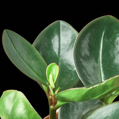 Peperomia Red Edge - Plantonio