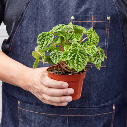 Peperomia 'Ripple' - Plantonio