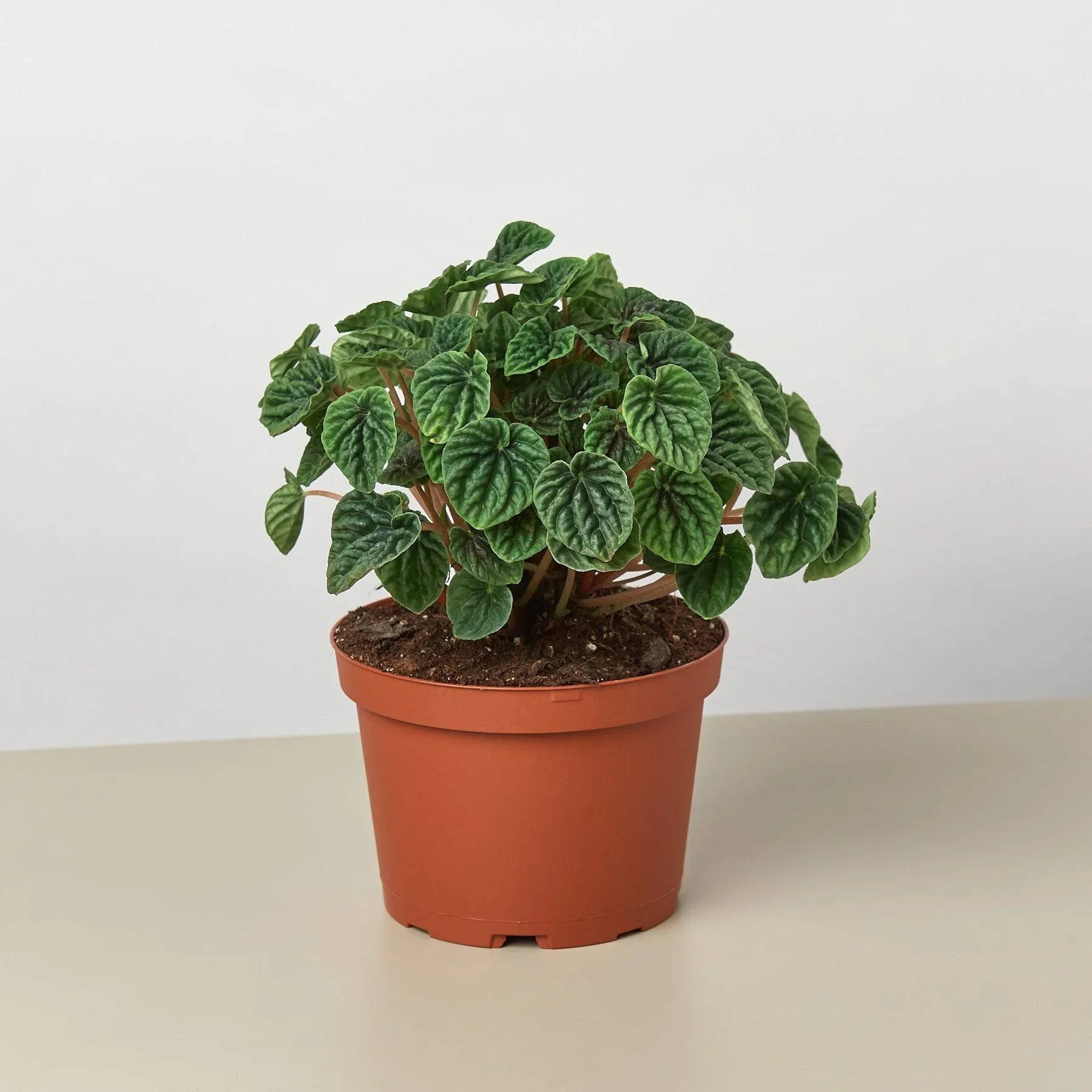 Peperomia 'Ripple' - Plantonio