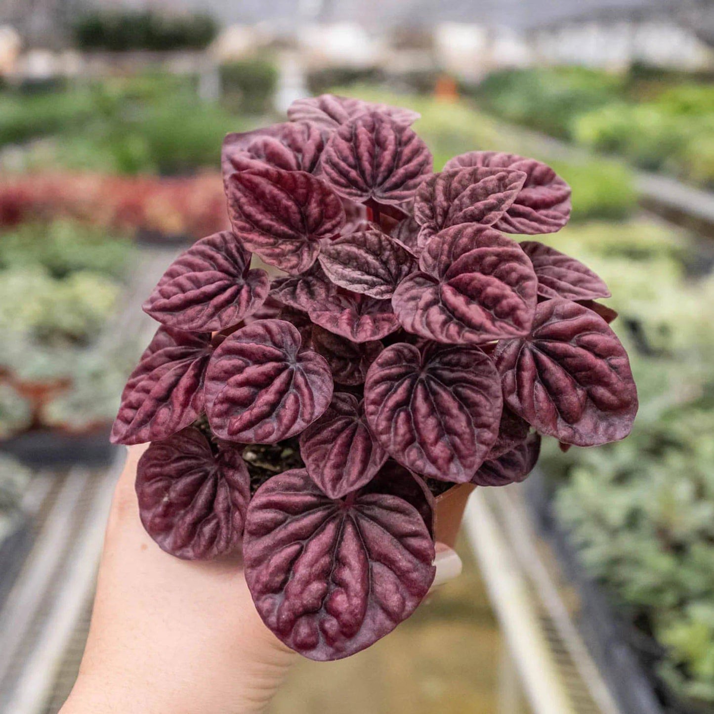 Peperomia 'Ripple Red' - Plantonio