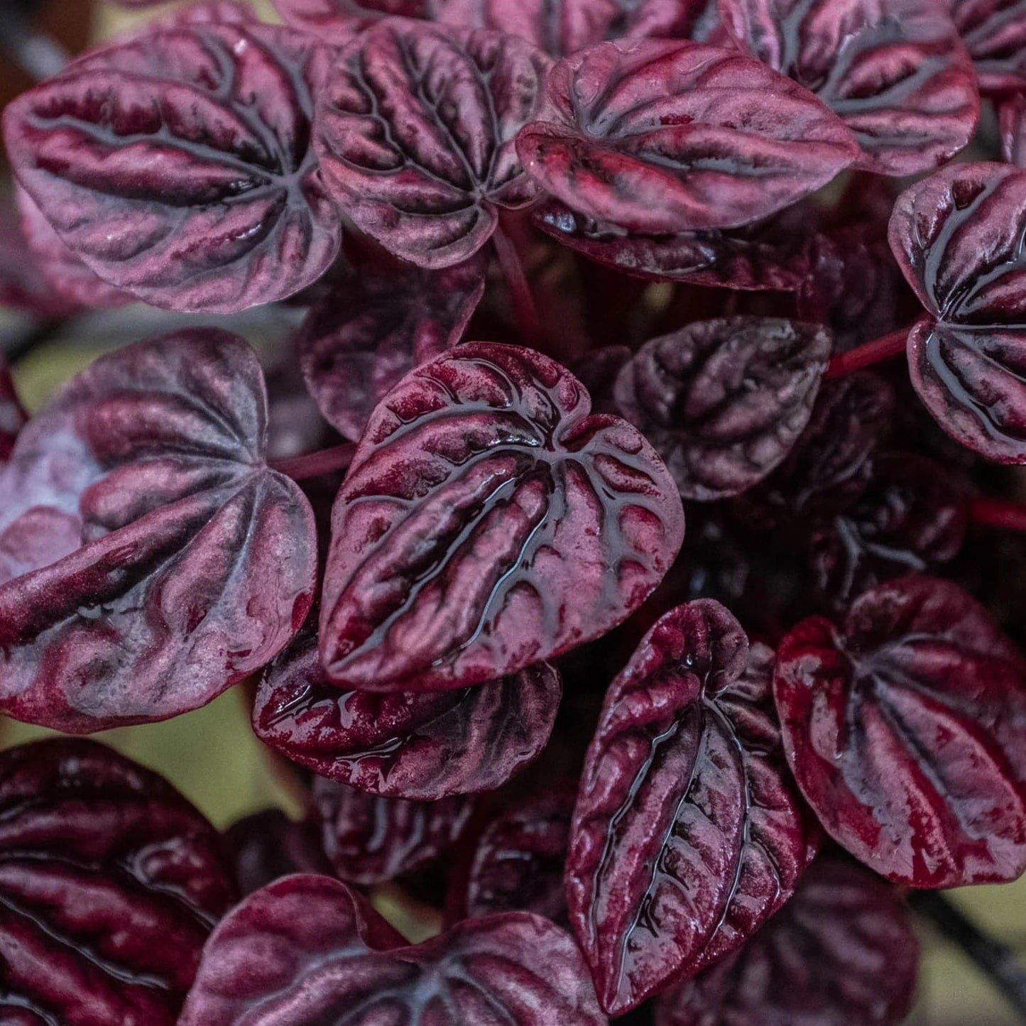 Peperomia 'Ripple Red' - Plantonio