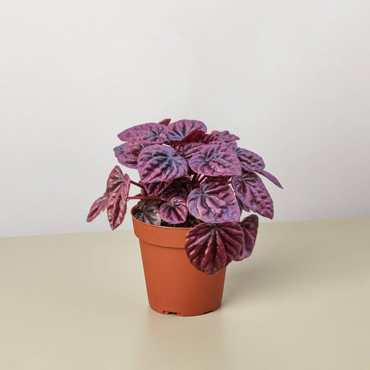 Peperomia 'Ripple Red' - Plantonio