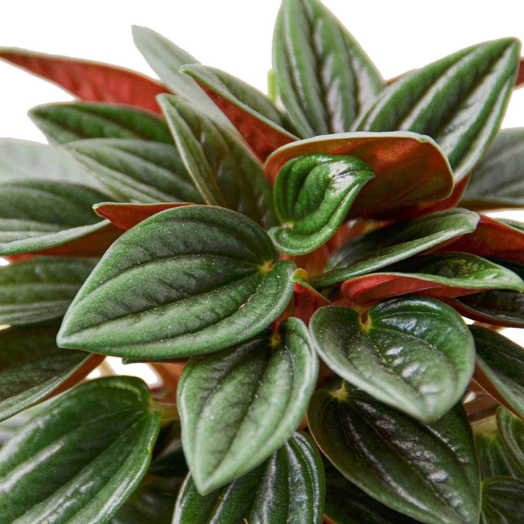 Peperomia Rosso - Plantonio