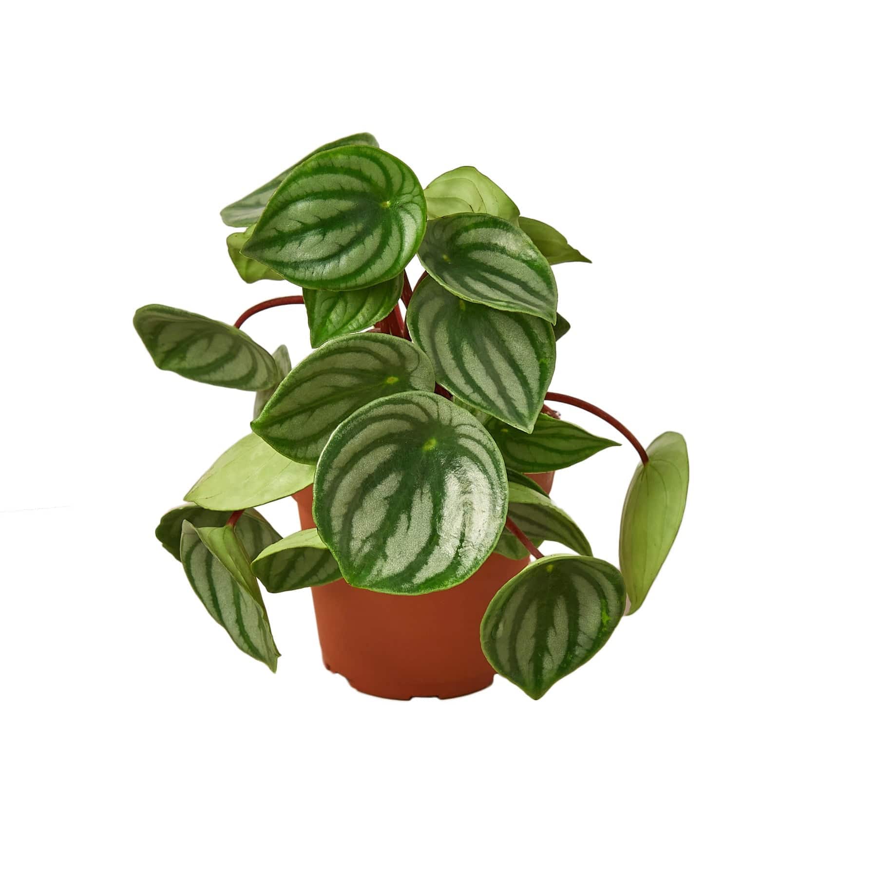 Peperomia Watermelon - Plantonio