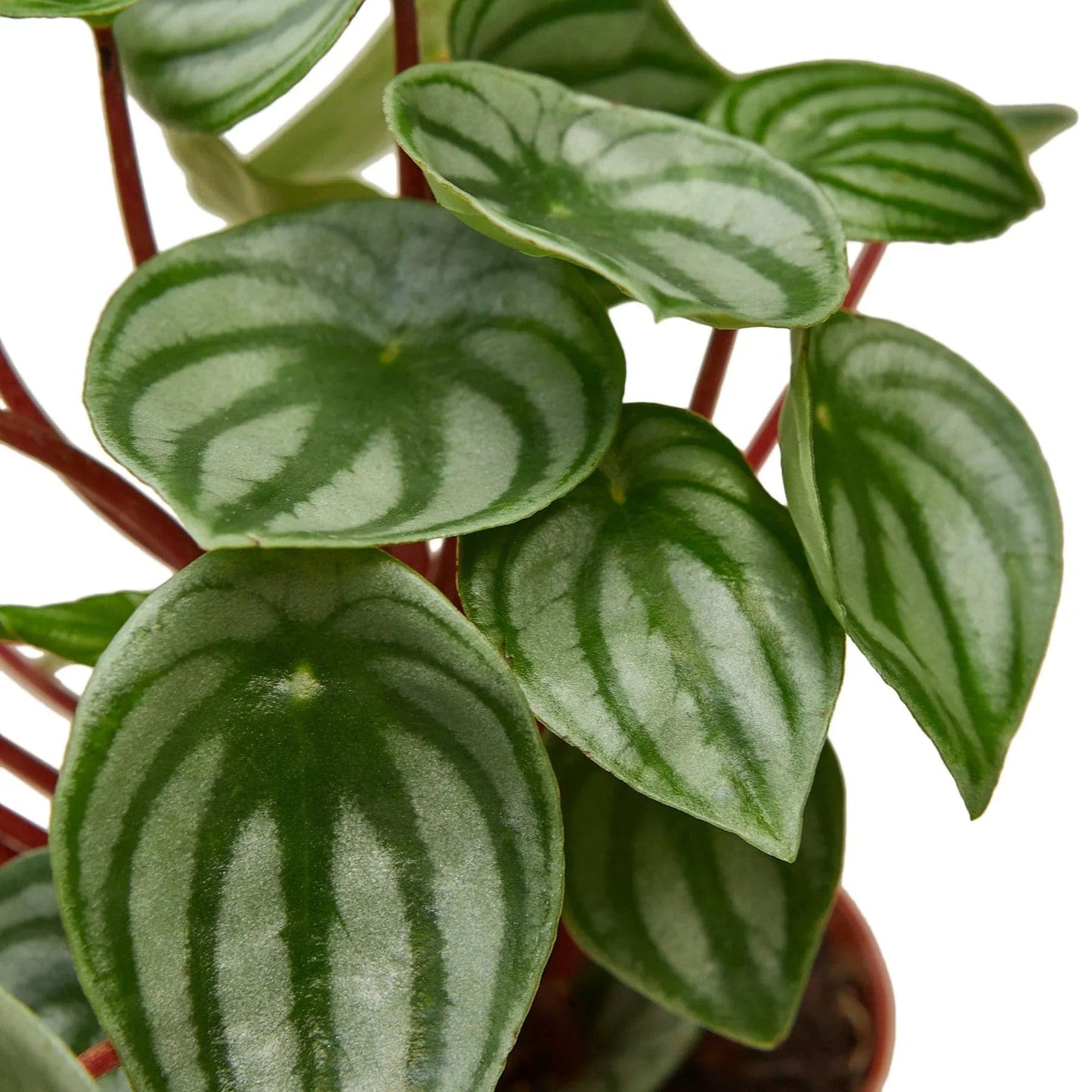 Peperomia Watermelon - Plantonio