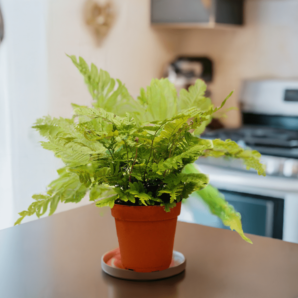 Pet Friendly Mystery Plant Box - Plantonio