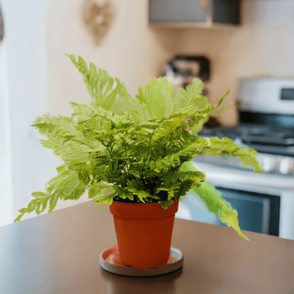 Pet Friendly Mystery Plant Box