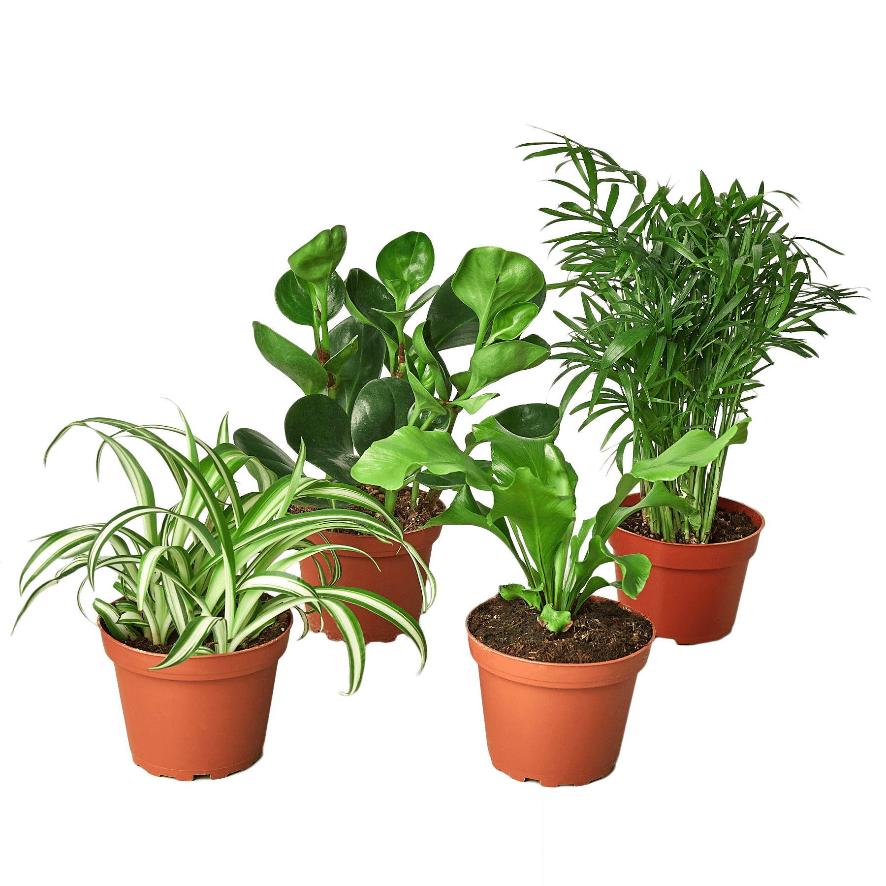 Pet Friendly Variety Bundle - Plantonio