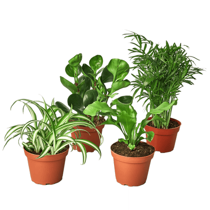 Pet Friendly Variety Bundle - Plantonio