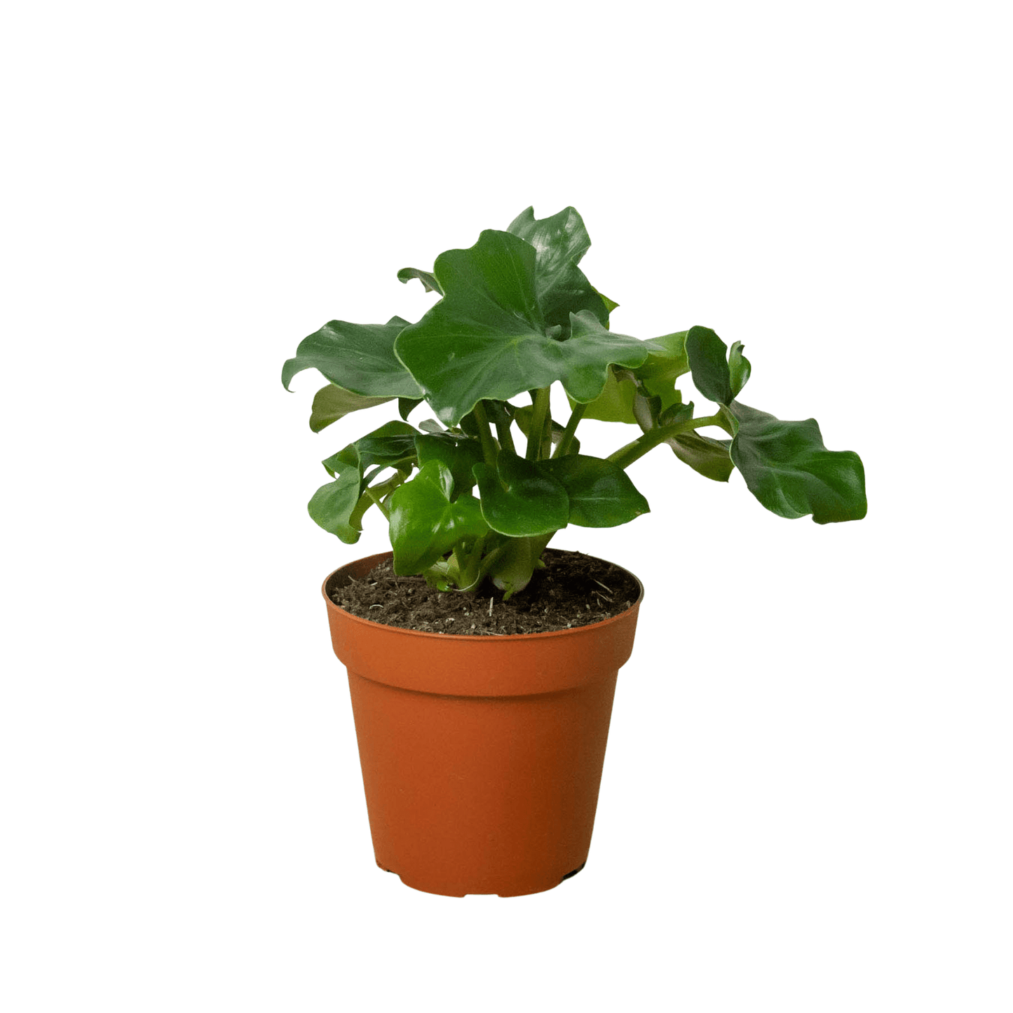 Philodendron 'Atom' - Plantonio