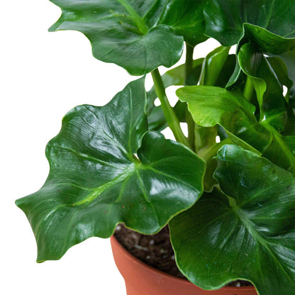 Philodendron 'Atom' - Plantonio