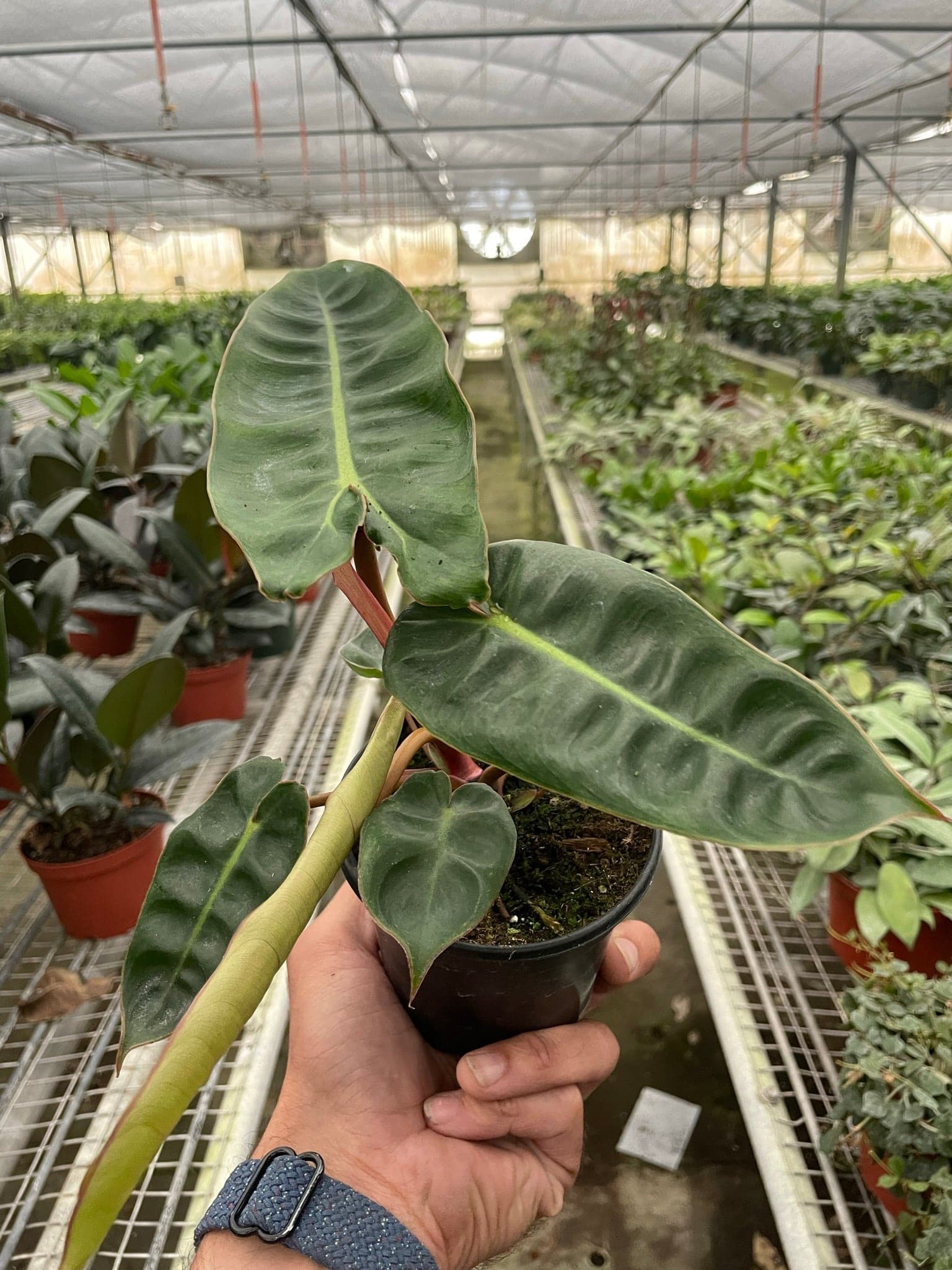 Philodendron 'Billietiae' - Plantonio