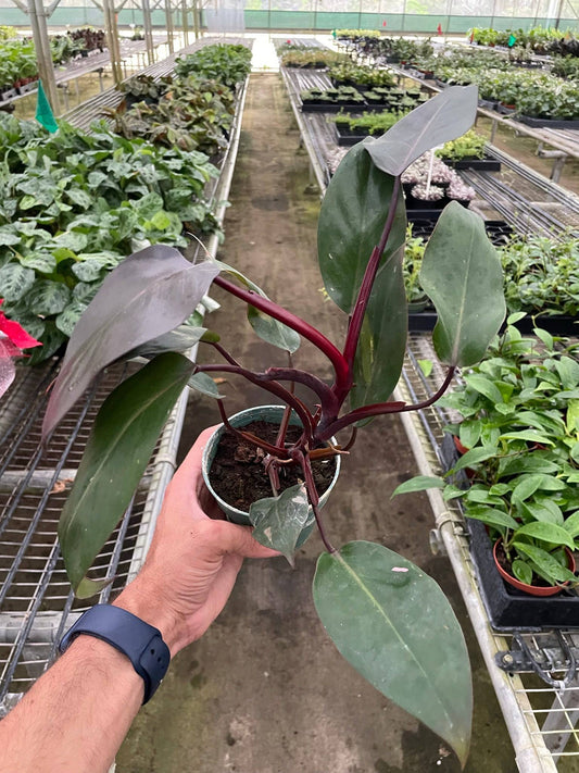 Philodendron 'Burgundy Princess' (Reverted Pink Princess) - B-Grade - Plantonio