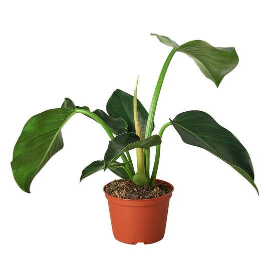 Philodendron 'Congo Green' - Plantonio