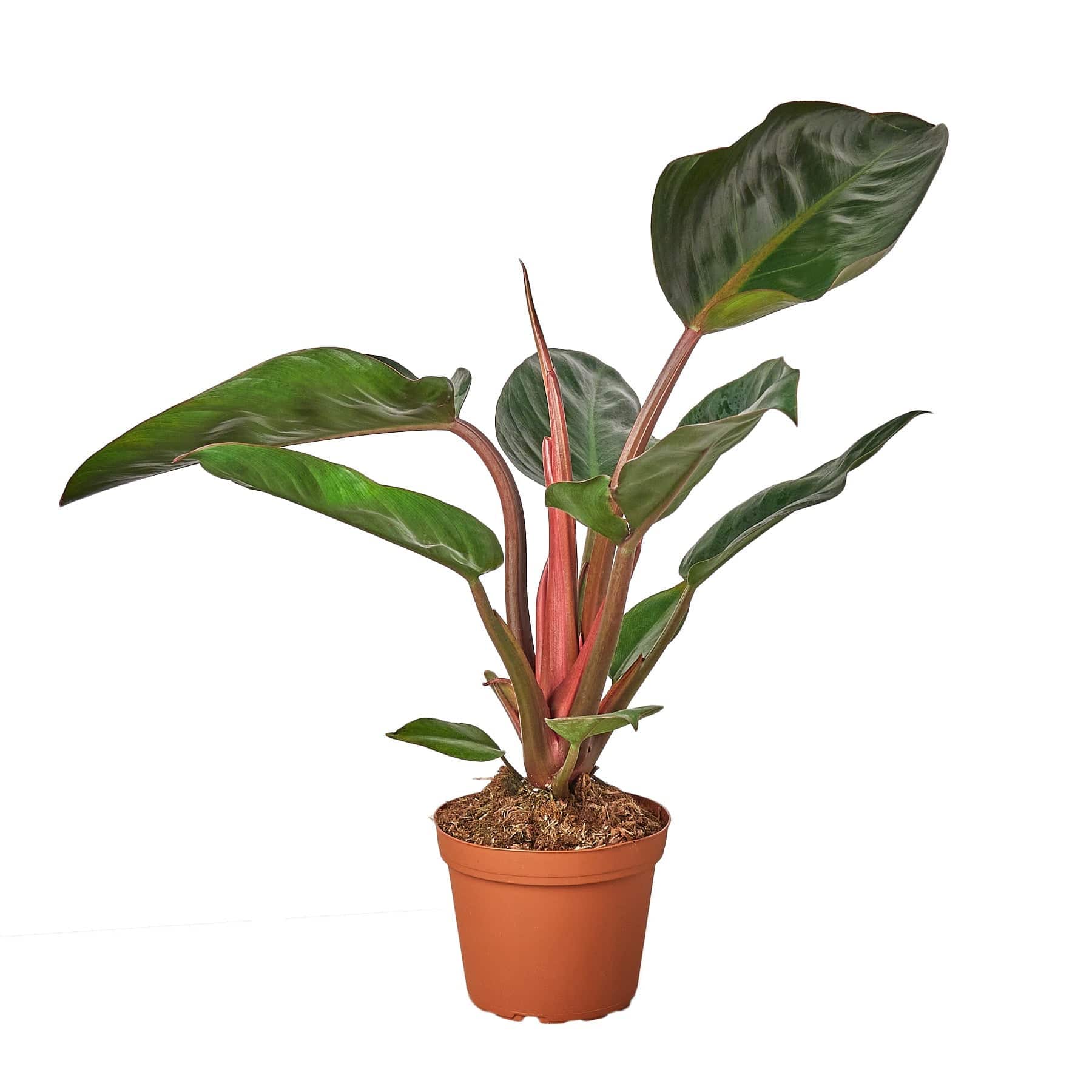 Philodendron 'Congo Rojo' - Plantonio