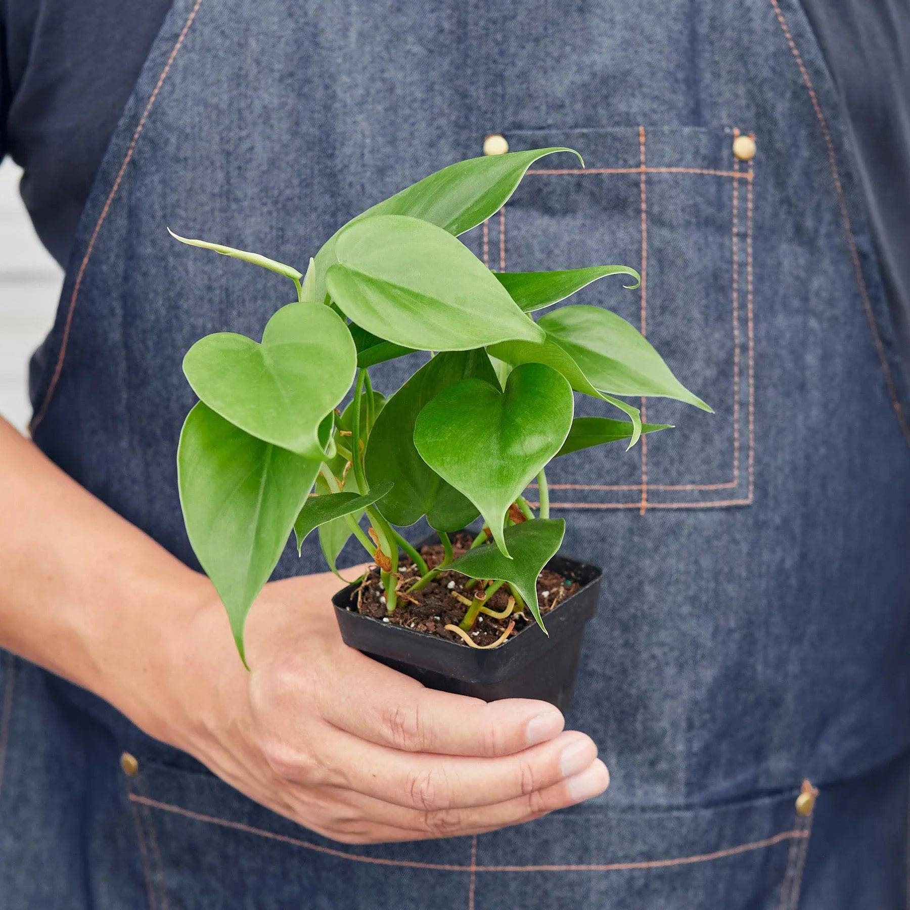 Philodendron Cordatum Heartleaf - Plantonio