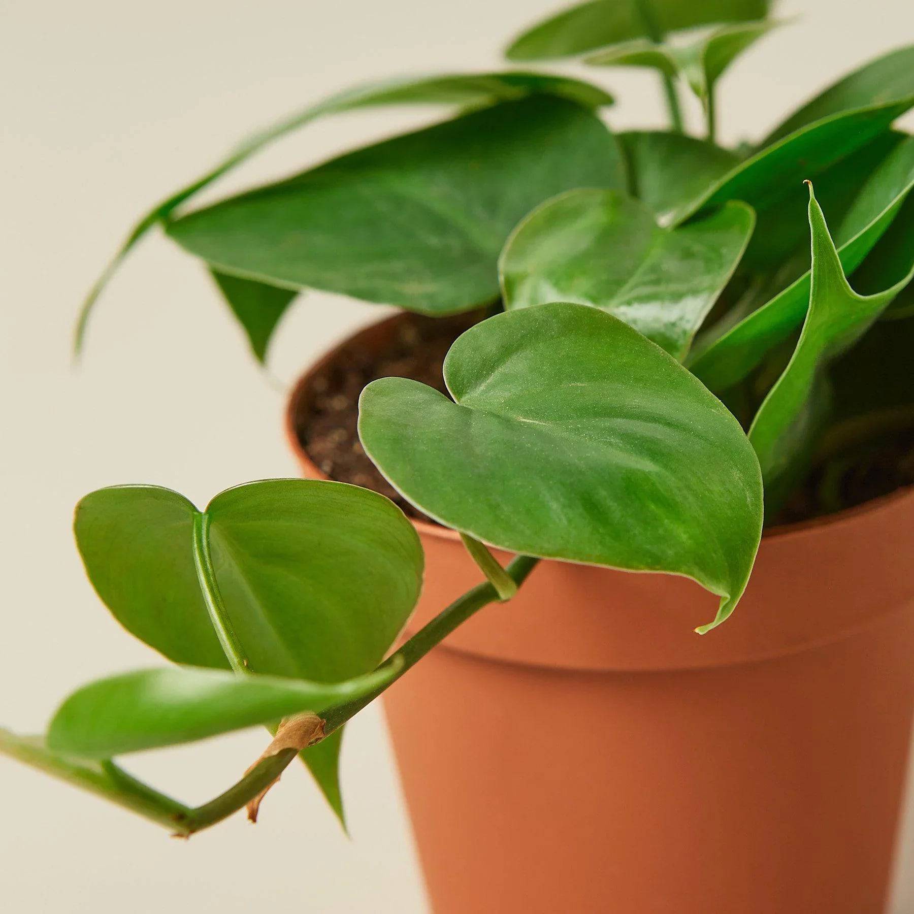 Philodendron Cordatum Heartleaf - Plantonio