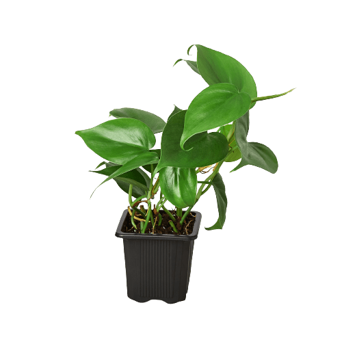 Philodendron Cordatum Heartleaf - Plantonio