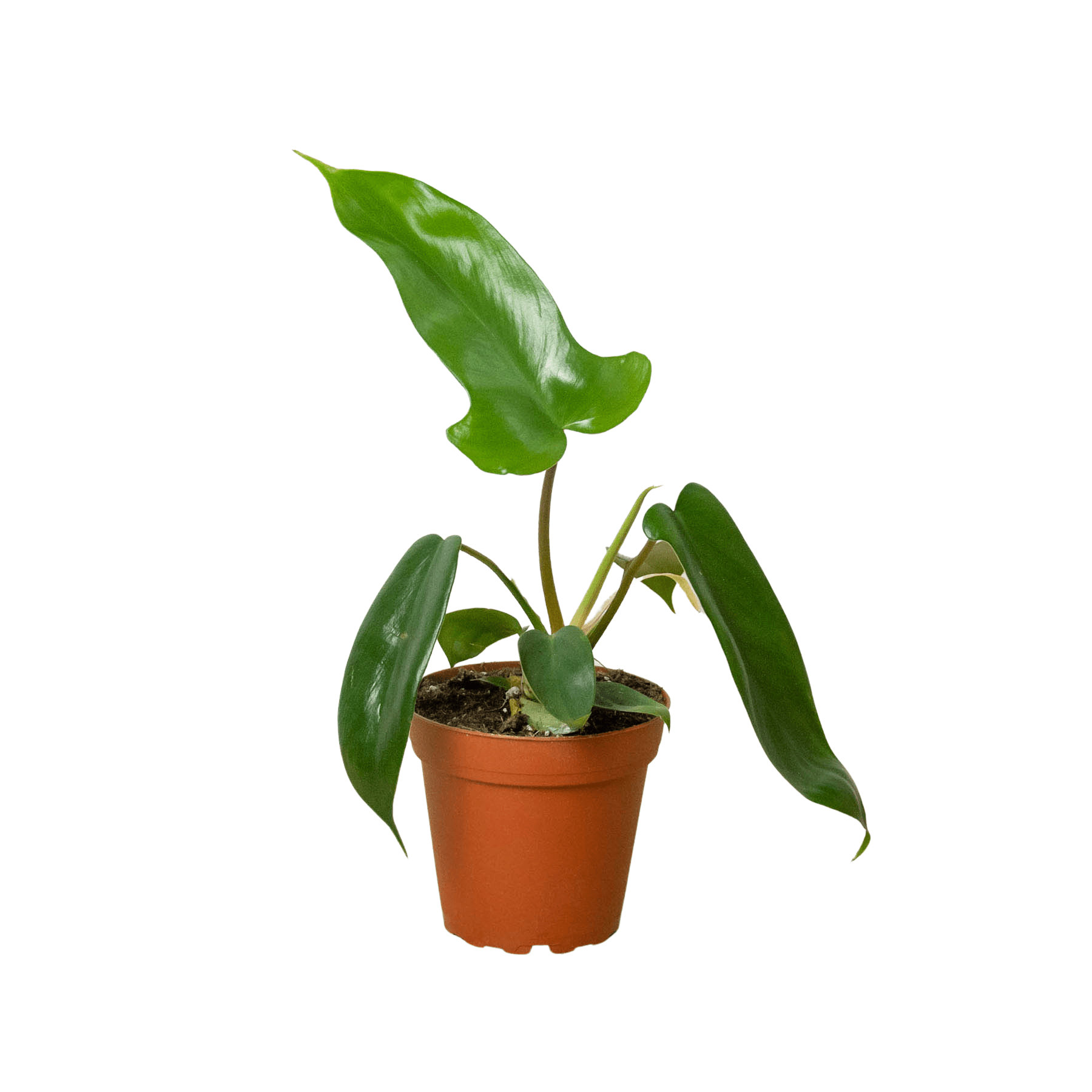 Philodendron 'Florida Green' - Plantonio