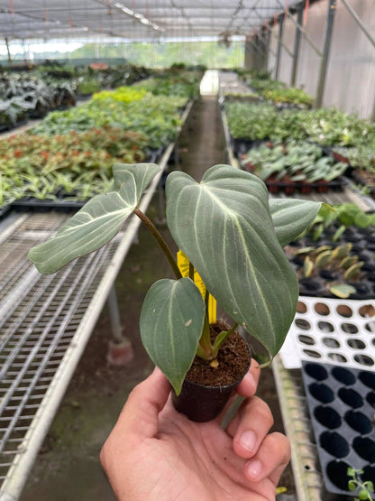 Philodendron Gloriosum 'Zebra' - Plantonio