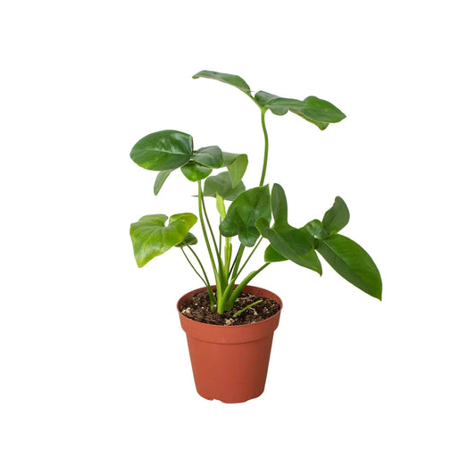 Philodendron 'Goeldii' - Plantonio
