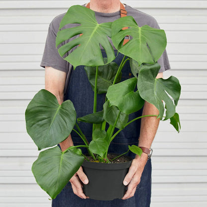 Filodendro Monstera de hoja partida