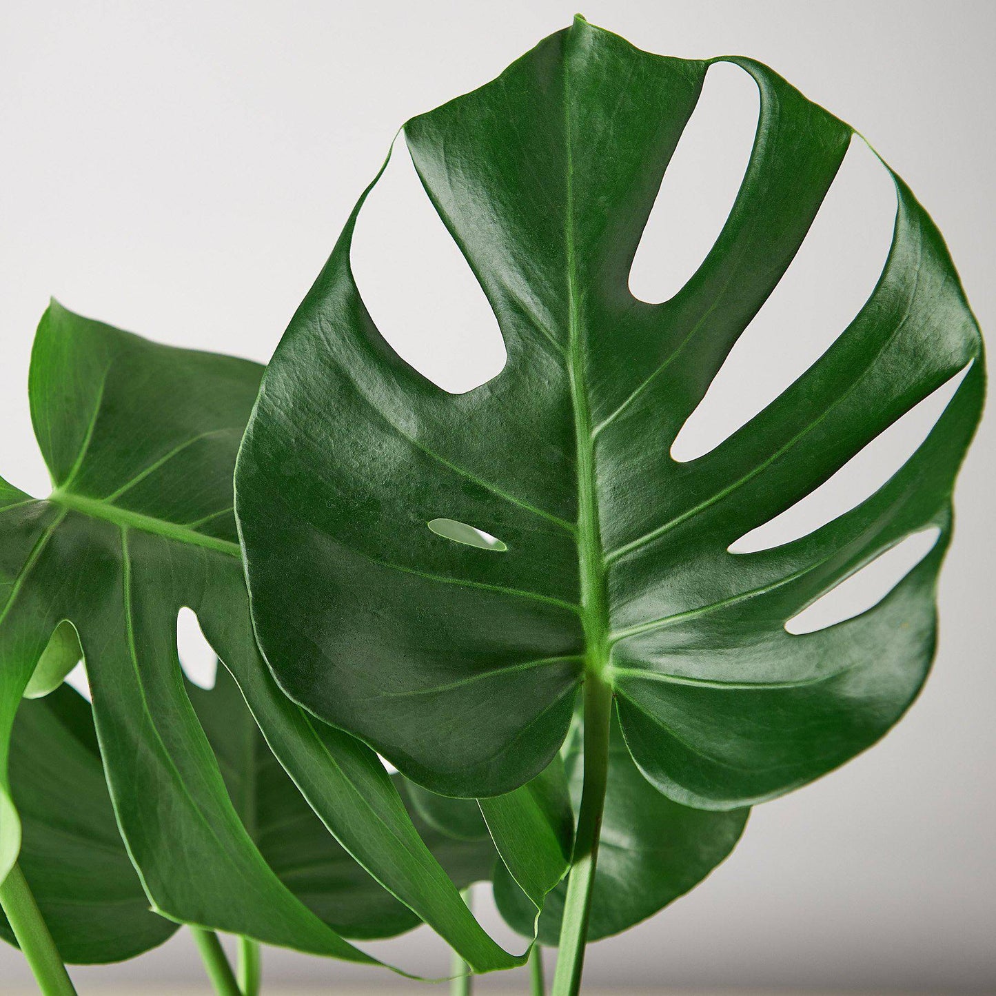 Philodendron Monstera Split-Leaf - Plantonio