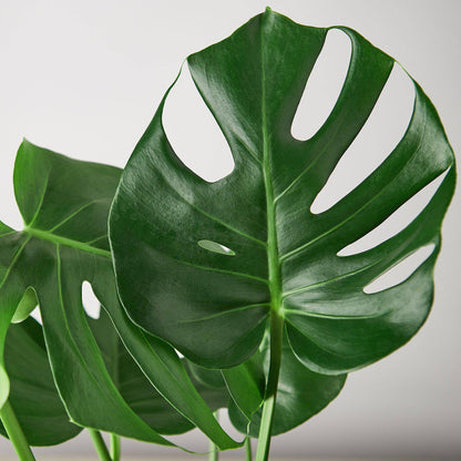 Filodendro Monstera de hoja partida