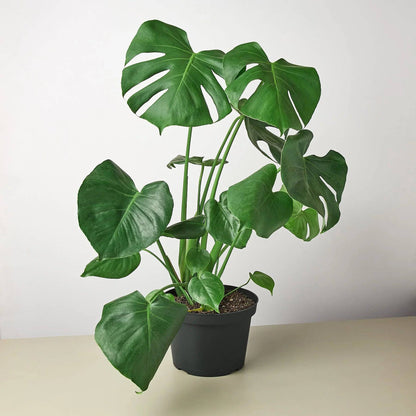 Philodendron Monstera Split-Leaf - Plantonio