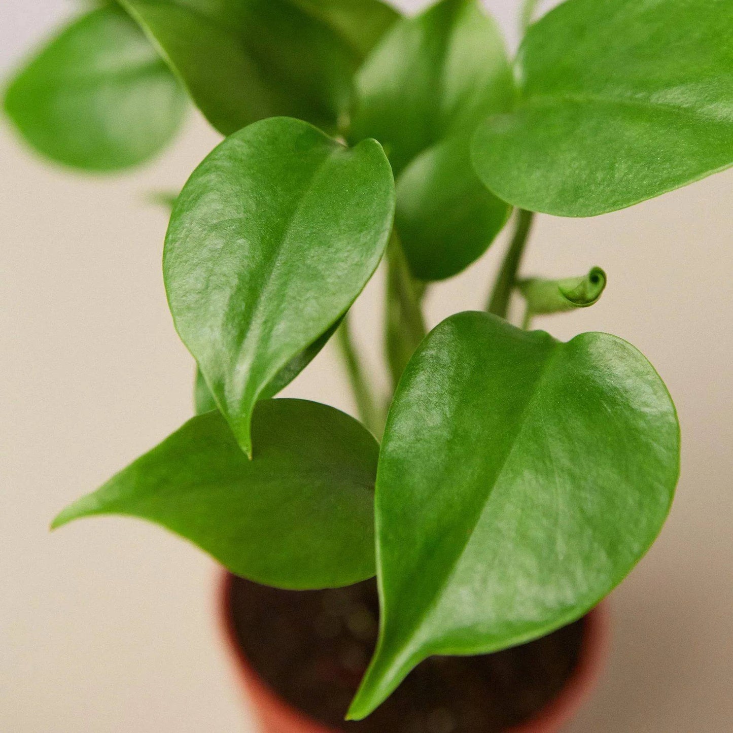 Philodendron Monstera Split-Leaf - Plantonio