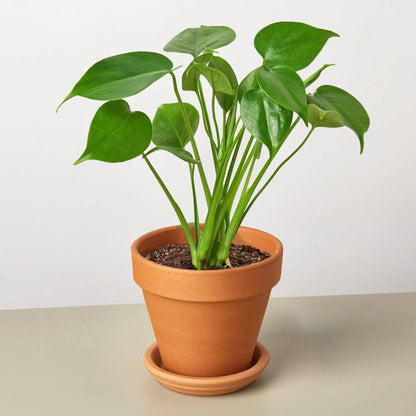 Filodendro Monstera de hoja partida