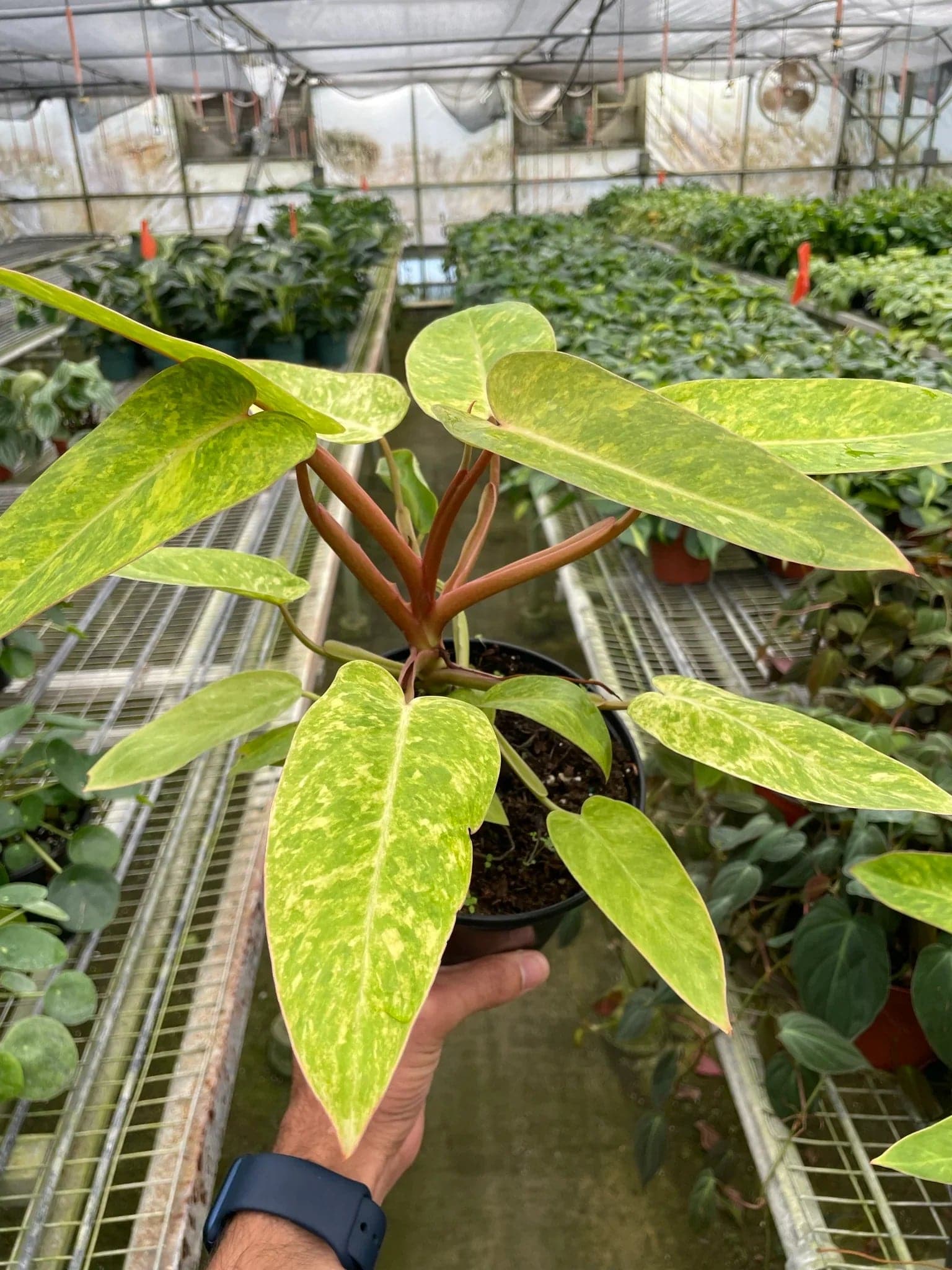 Philodendron 'Painted Lady' - Plantonio