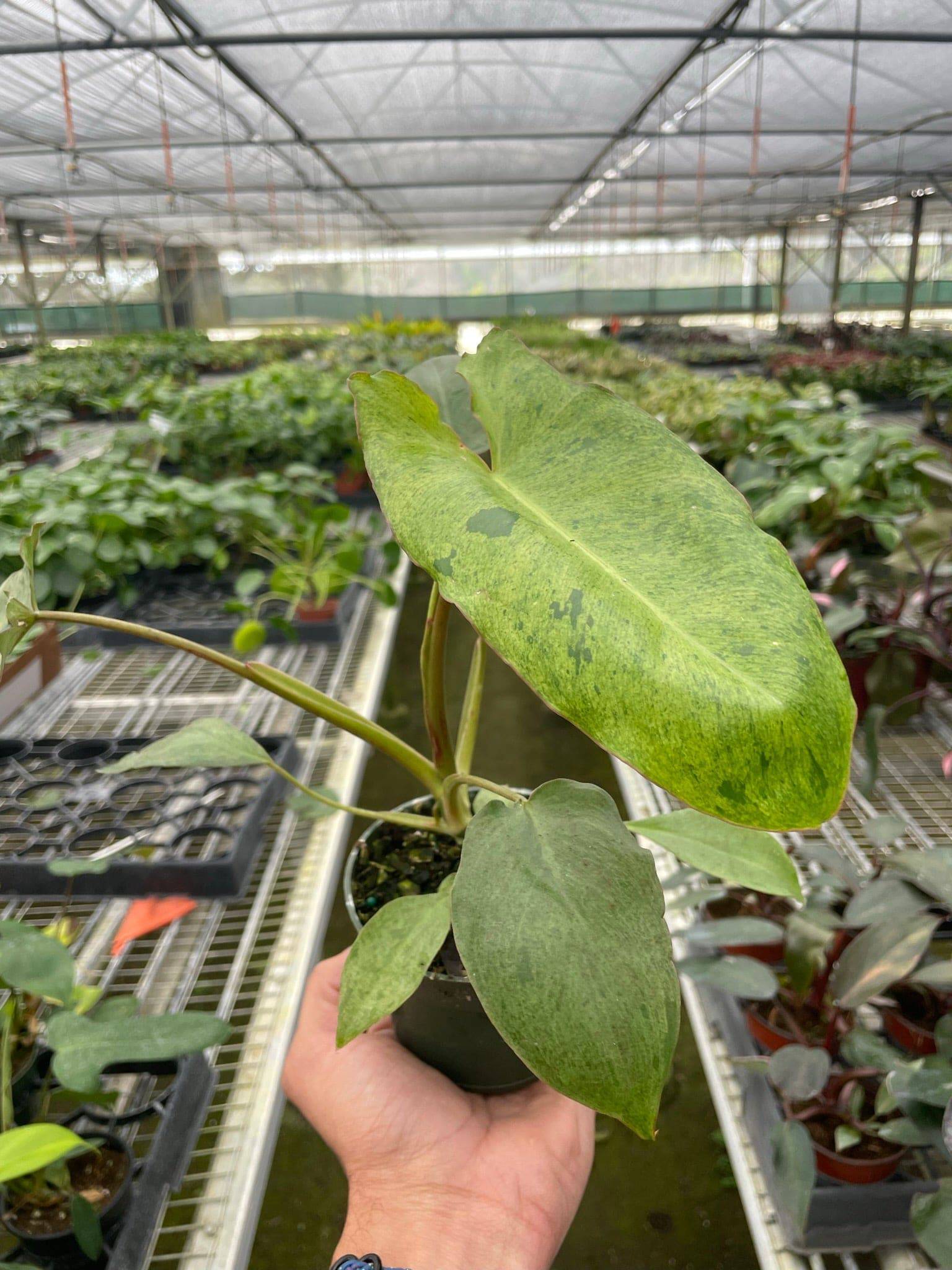 Philodendron 'Paraiso Verde' - Plantonio