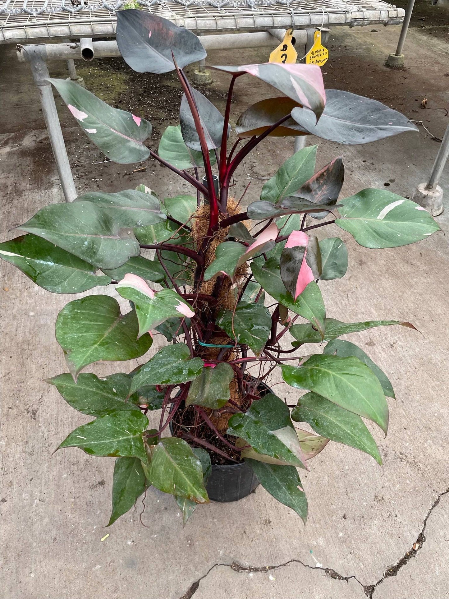 Philodendron 'Pink Princess' - 10" Pot - Plantonio