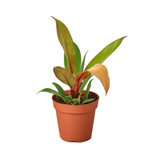 Philodendron 'Prince of Orange' - Plantonio