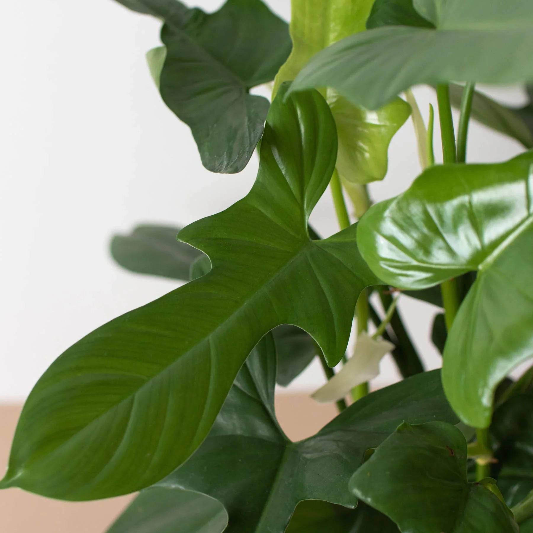 Philodendron 'Silver Sword' - Plantonio