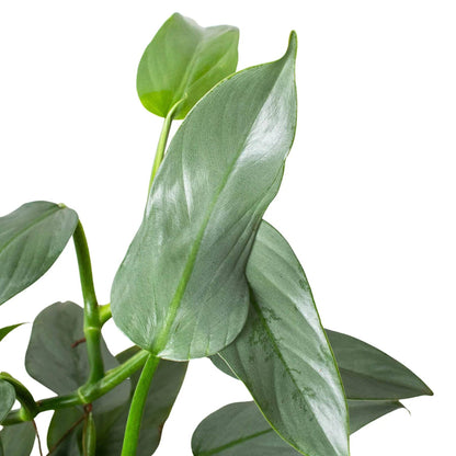 Philodendron 'Silver Sword' - Plantonio