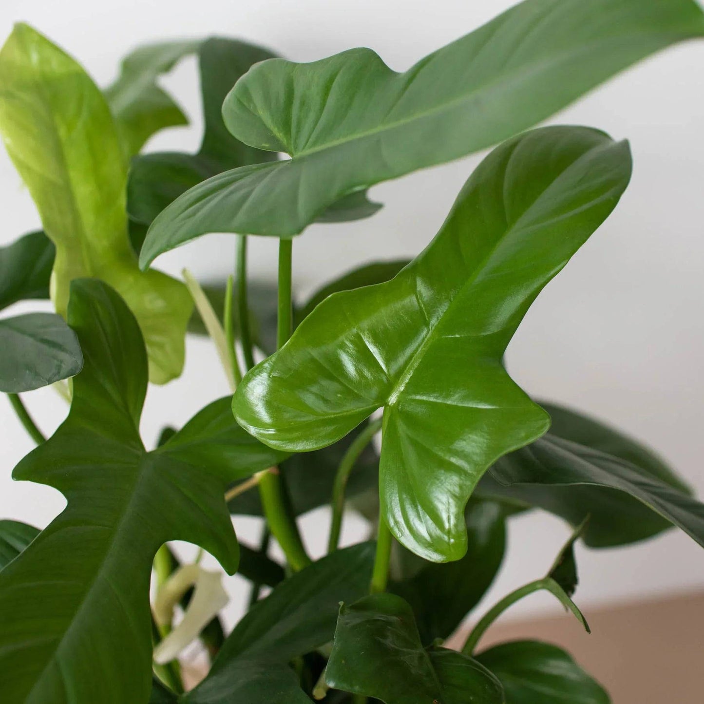 Philodendron 'Silver Sword' - Plantonio