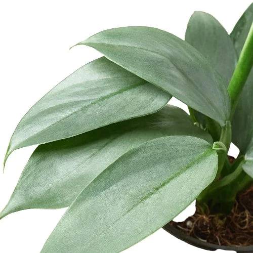 Philodendron 'Silver Sword' - Plantonio