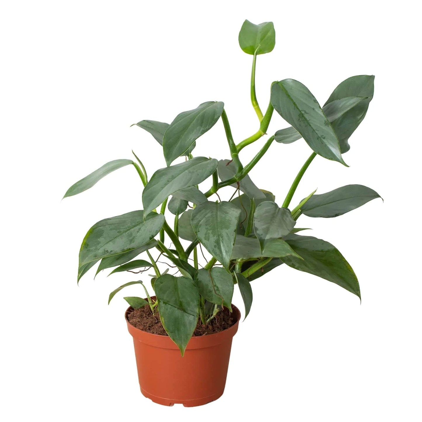 Philodendron 'Silver Sword' - Plantonio