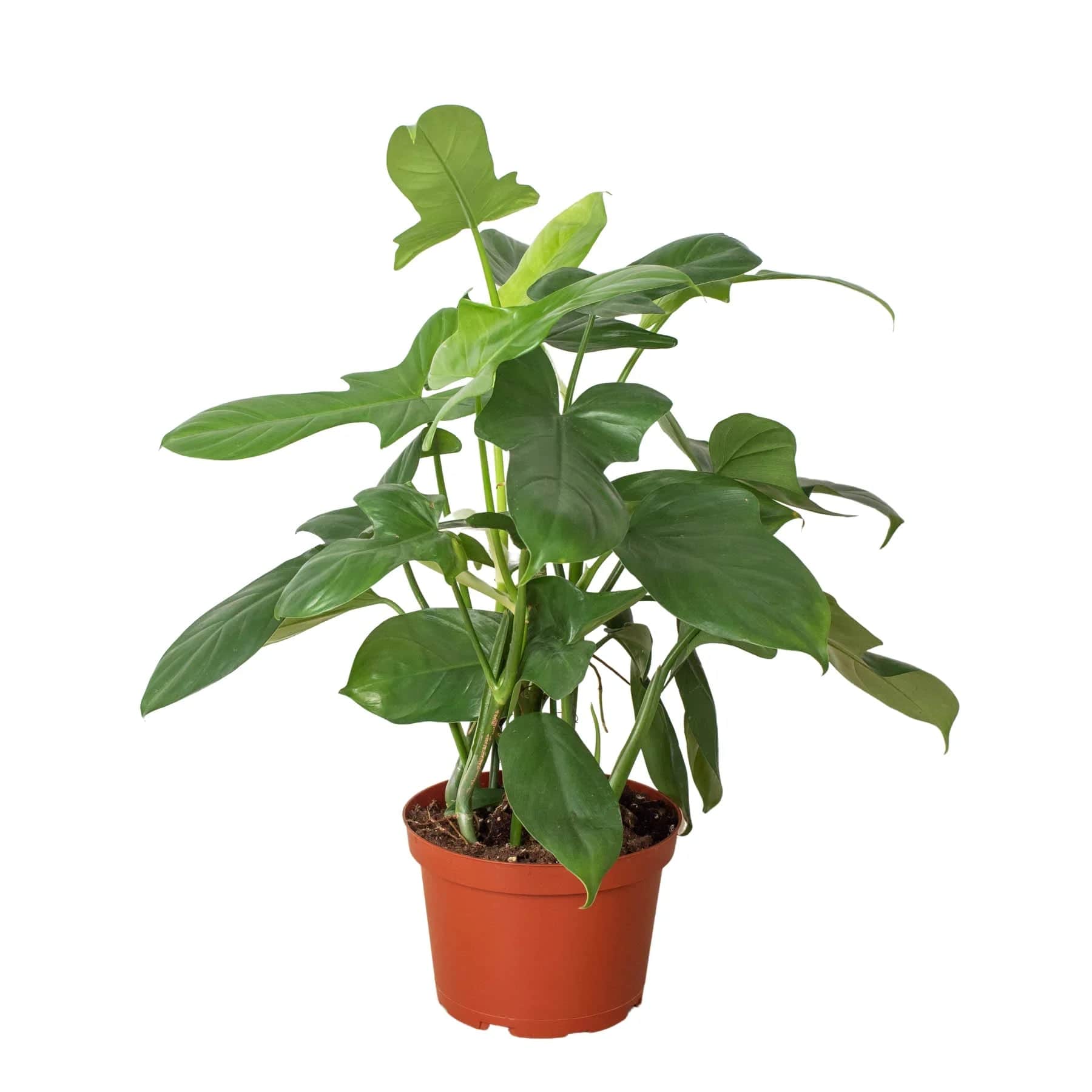 Philodendron 'Silver Sword' - Plantonio