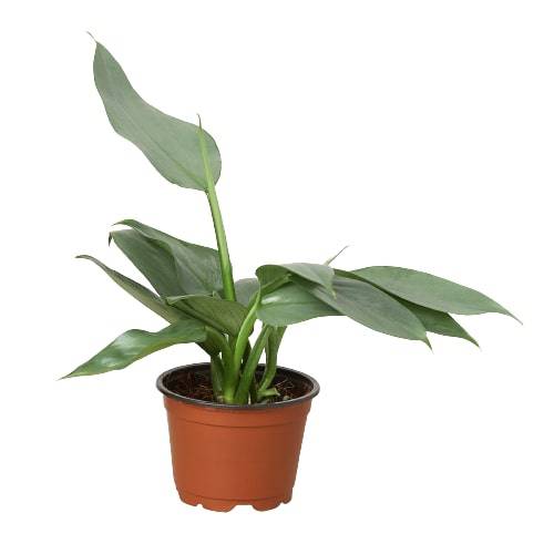 Philodendron 'Silver Sword' - Plantonio