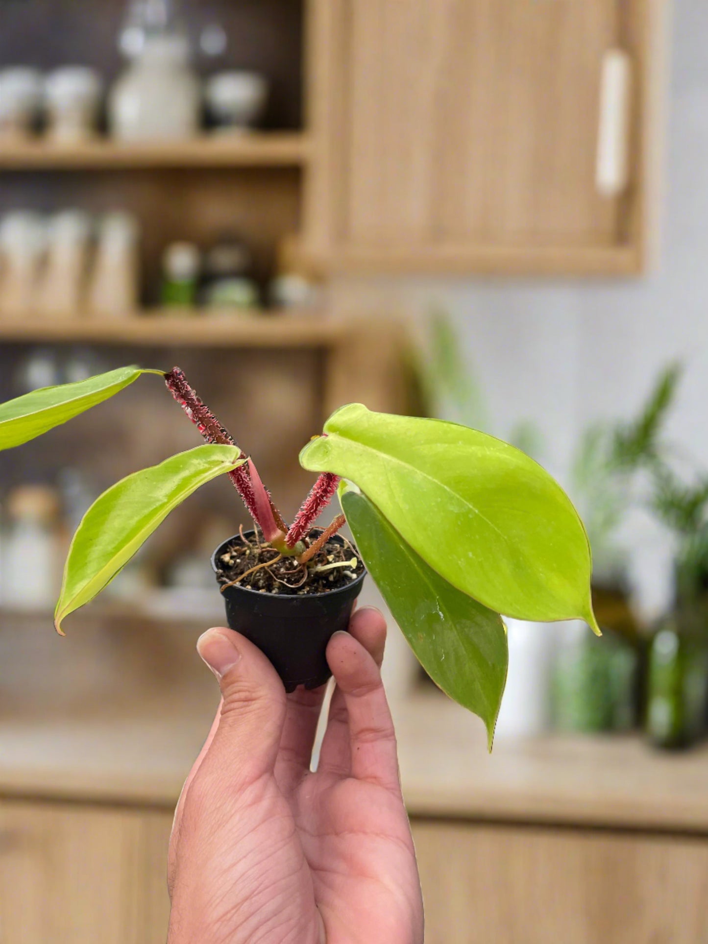 Philodendron 'Squamiferum' - Plantonio