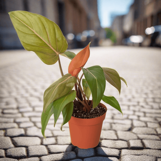 Philodendron 'Summer Glory' - Plantonio