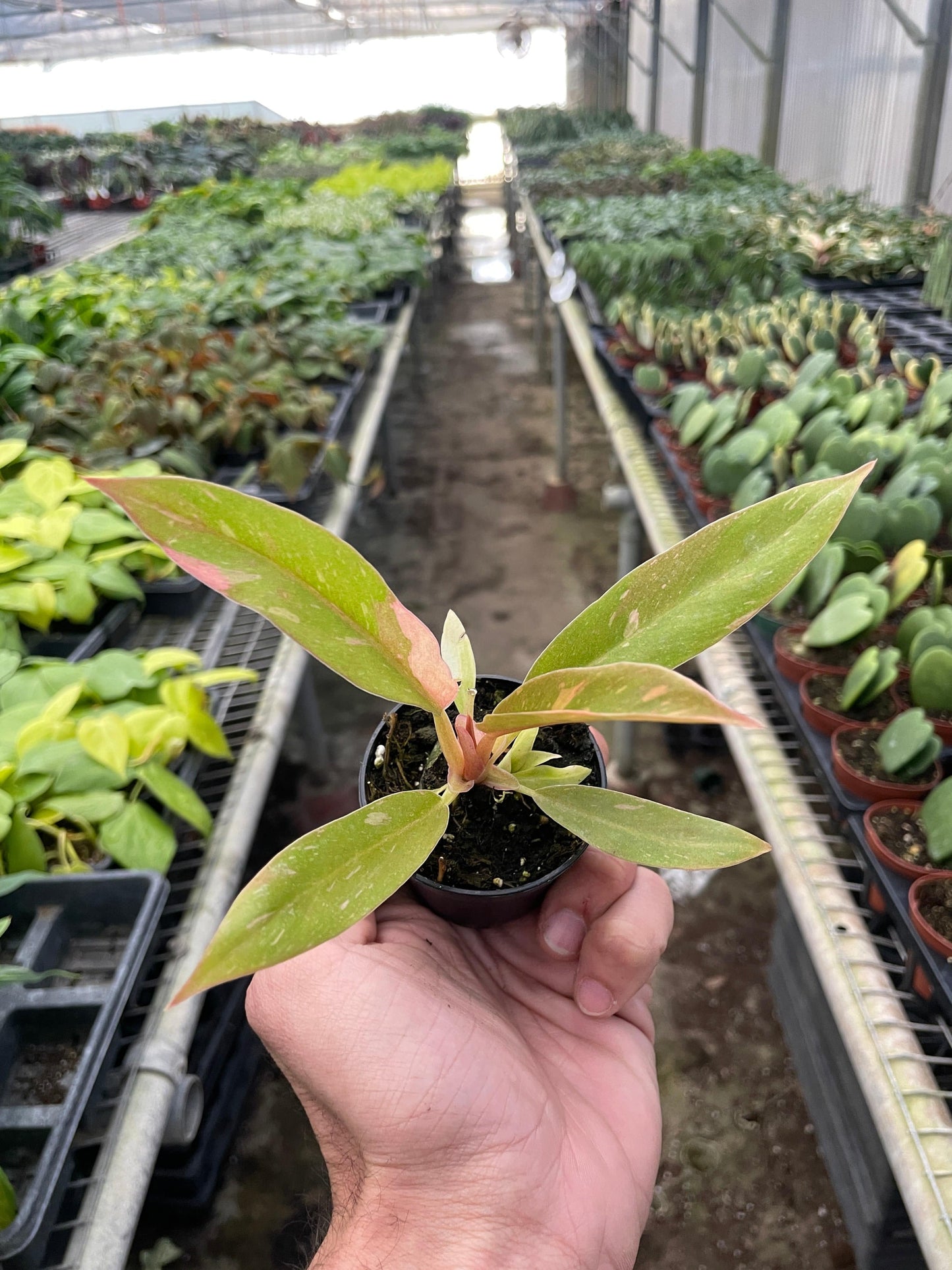 Philodendron 'Variegated Ring of Fire ' - Plantonio