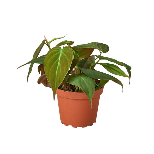Philodendron 'Velvet' - Plantonio