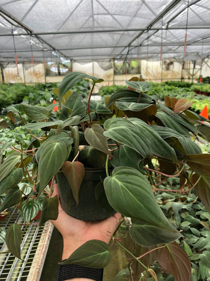 Philodendron 'Velvet' - Plantonio