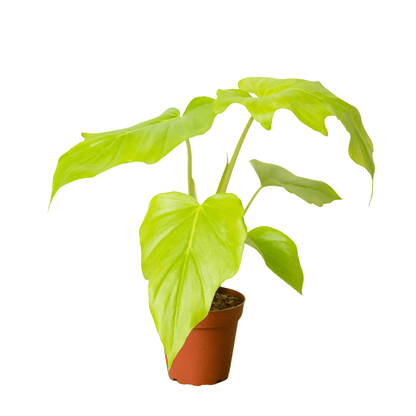 Philodendron 'Warscewiczii' - Plantonio