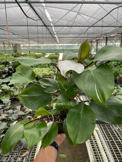 Philodendron 'White Knight' - Plantonio